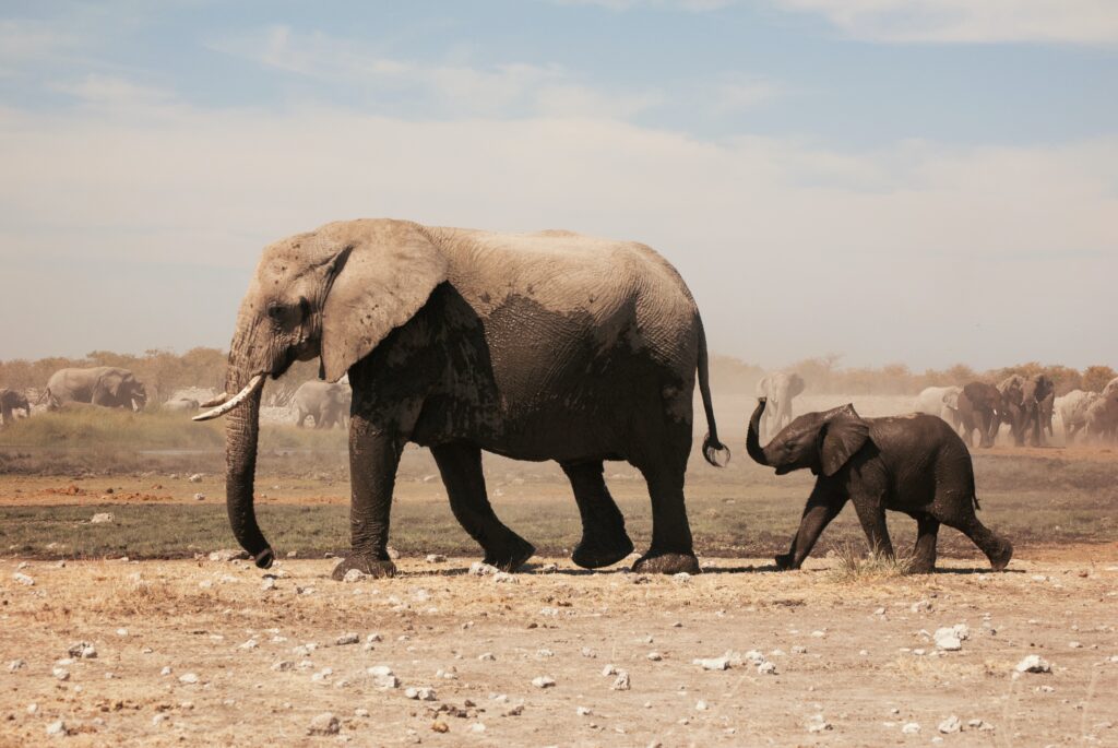 two grey elephants walking under grey sky