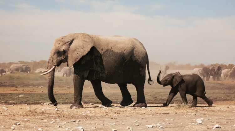 two grey elephants walking under grey sky